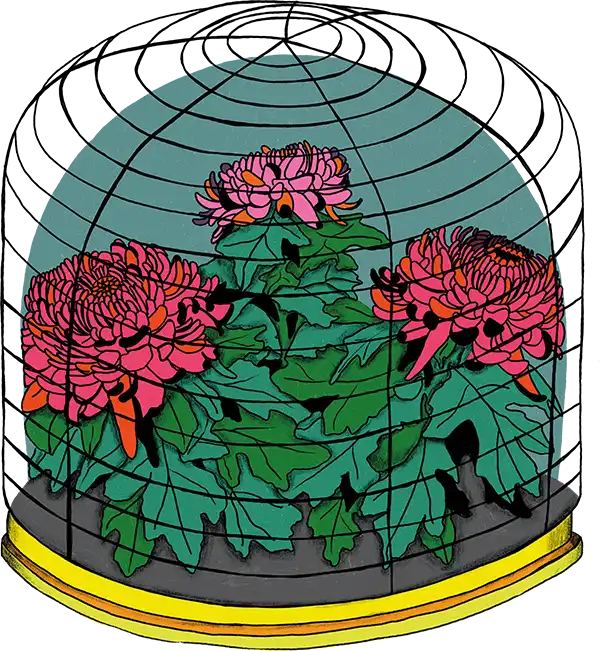 Illustration of Immortelle